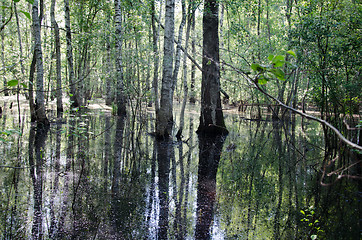 Image showing birch trunk halfway flooded spring flood water 