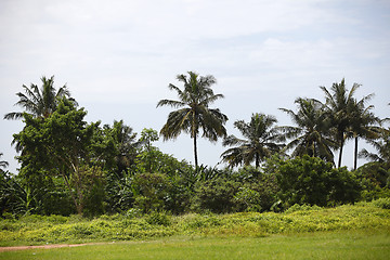 Image showing Beautiful palm trees 