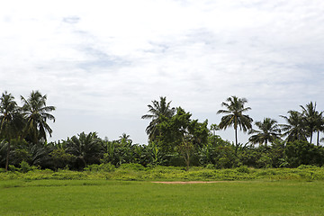 Image showing Beautiful palm trees 