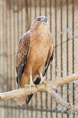 Image showing Bird of prey in Tozeur Zoo