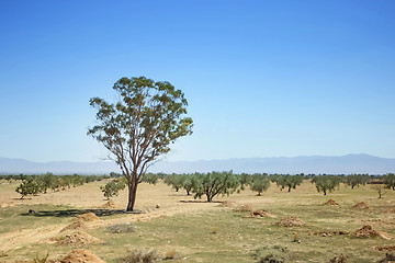 Image showing Trees in Sahara