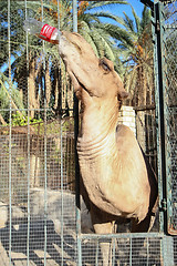 Image showing Camel drinking cola in Tozeur Zoo