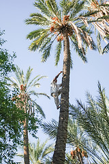 Image showing Man climbing on date palm tree at oasis