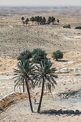 Image showing Palm trees in desert Sahara