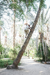 Image showing Old man climbing on palm tree in Tozeur oasis