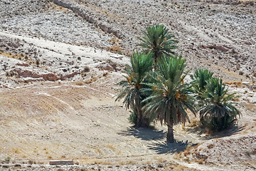 Image showing Palm trees in Sahara desert