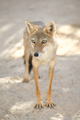 Image showing Jackal in Tozeur Zoo