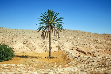 Image showing Palm tree in Sahara