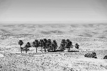 Image showing Small oasis near Tozeur in Sahara black and white