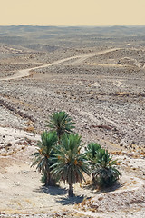 Image showing Palm trees in Sahara 