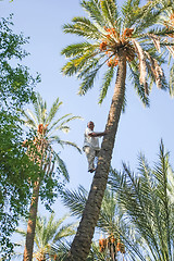 Image showing Man climbing on palm tree at oasis