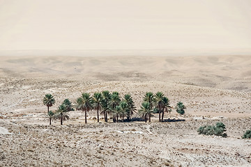 Image showing Small oasis near Tozeur in Sahara