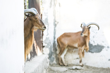 Image showing Wild goats in Tozeur Zoo