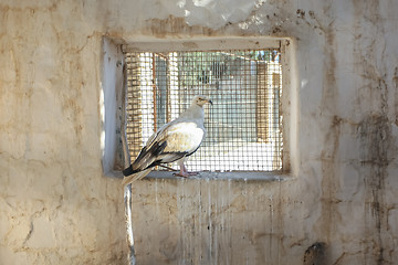 Image showing Bird of prey kept in Tozeur Zoo