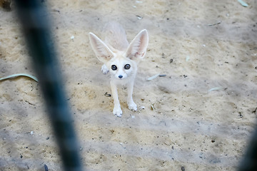 Image showing Desert fox in Zoo