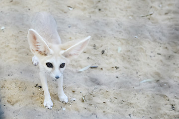 Image showing Fennec fox in Tozeur Zoo