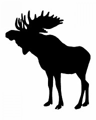 Image showing Moose