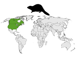 Image showing Distribution of canadian beaver 