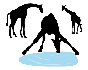 Image showing Detailed and isolated illustration of giraffes drinking