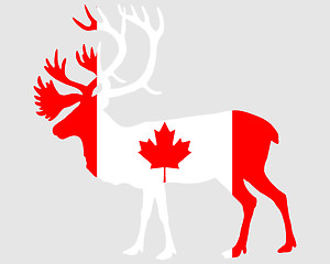 Image showing Canadian caribou