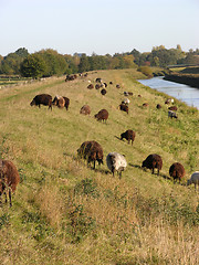 Image showing Heidschnucken graze at dike in the north of Germany