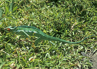 Image showing Green Chameleon