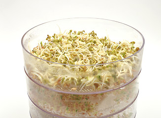 Image showing Jar with sprouting vegetable