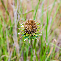 Image showing Thistle flower in the meadows. Onopordum Acanthium. Spiky plant 