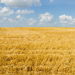 Image showing harvest ready farm field with blue sky