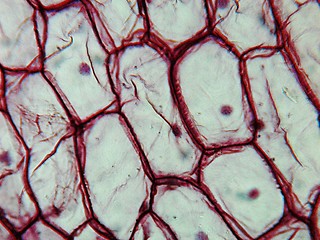 Image showing Onion epidermus micrograph