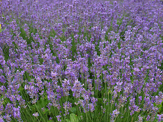 Image showing Lavender flowers