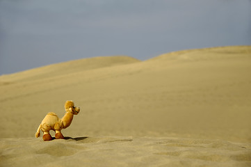 Image showing Dromedar in desert