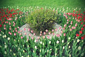 Image showing Spring tulips flowerbed and bush