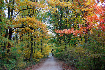 Image showing Forest Road