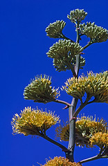 Image showing Agave