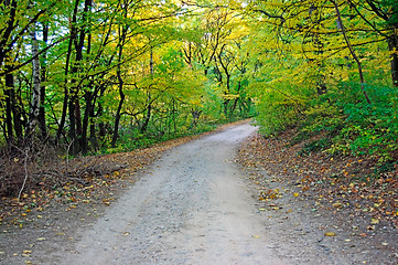 Image showing Forest Road