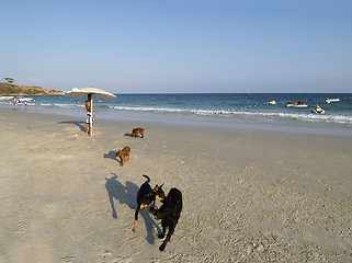 Image showing Dogs on the beach