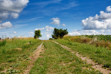Image showing Rural summer landscape 