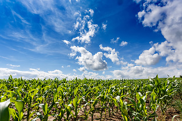 Image showing green field of corn growing up