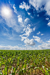 Image showing green field of corn growing up