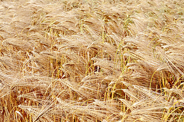 Image showing detail of wheat field