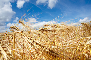 Image showing golden wheat field