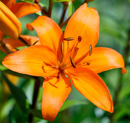 Image showing Detail of flowering orange lily