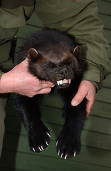 Image showing wolverine