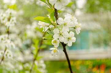 Image showing apple tree branch with white flowers drops of rain 