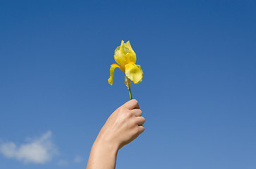 Image showing hand hold yellow iris flower bloom on blue sky 