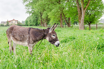 Image showing Cute wet donkey animal graze in pasture grass 