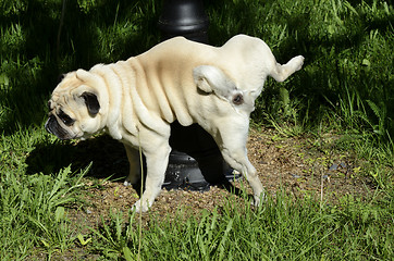 Image showing purebred pug pees on a pillar