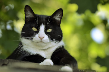 Image showing cat on the roof  look at camera