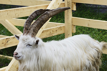 Image showing goat in a wooden pen